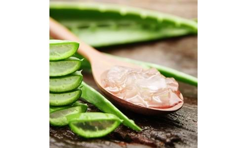 Aloe Vera Bitkisi Nedir ve Cilde Faydaları Nedir?